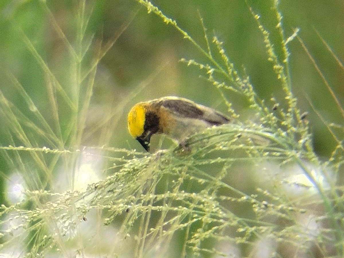 Baya Weaver - ML641791844