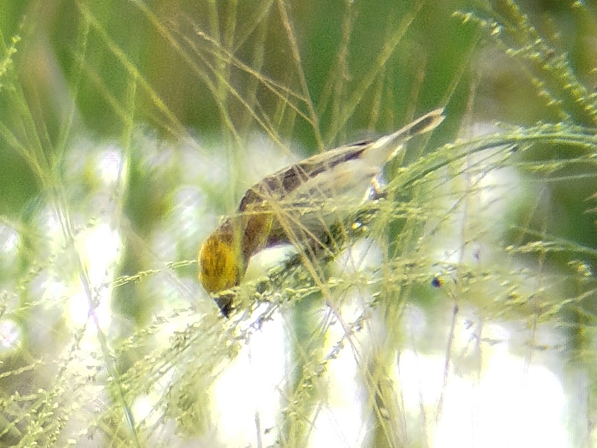 Baya Weaver - ML641791845