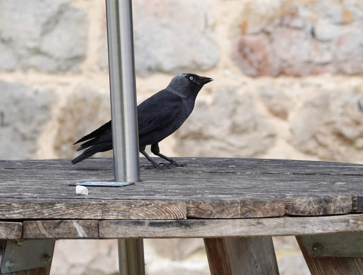 Eurasian Jackdaw - ML641791850