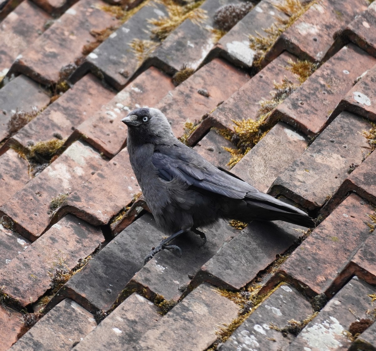 Eurasian Jackdaw - ML641791851