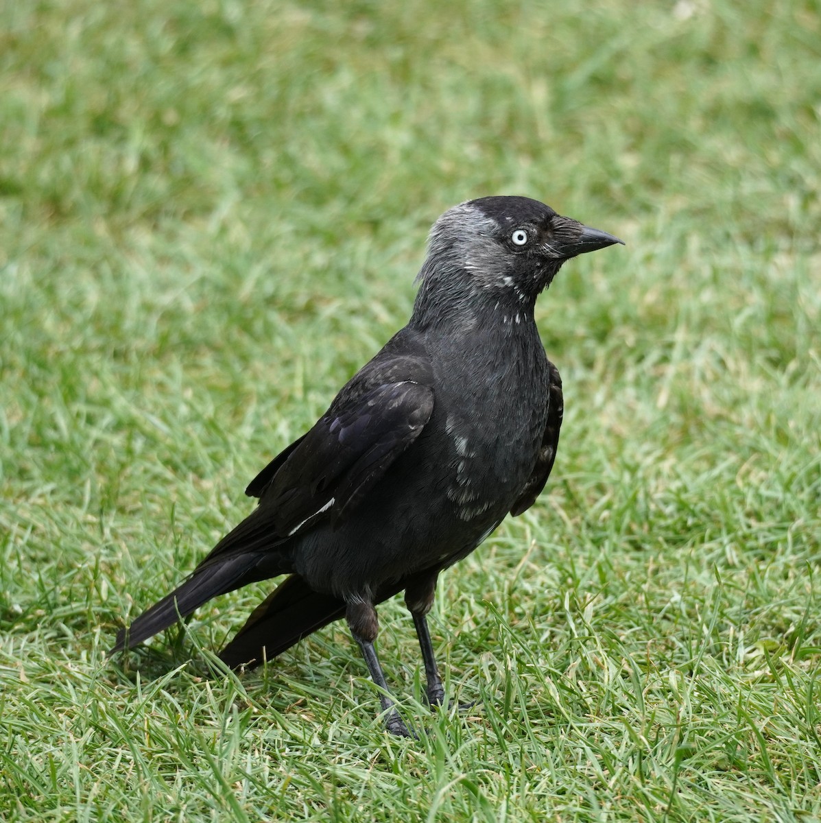 Eurasian Jackdaw - ML641791852