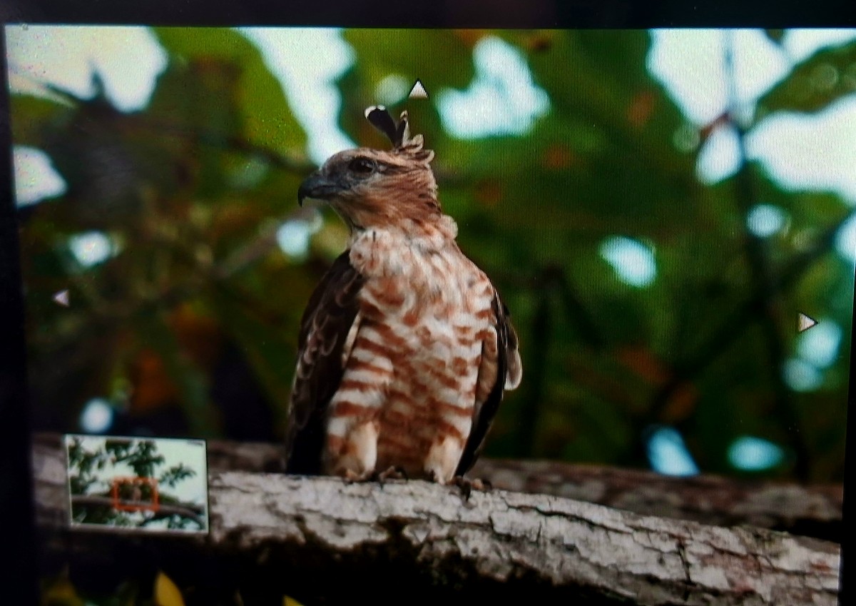 Jerdon's Baza - ML641791855