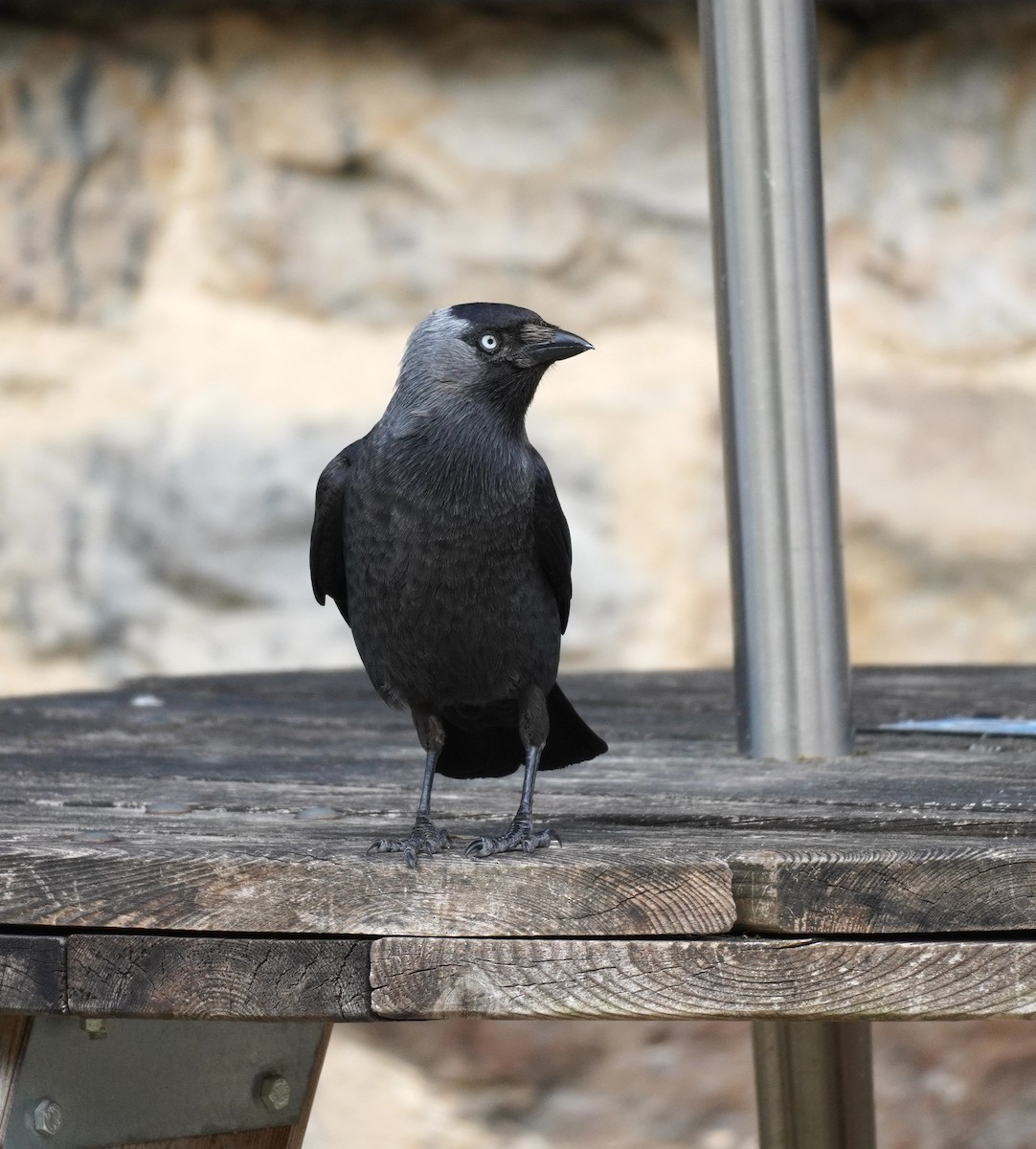 Eurasian Jackdaw - ML641791856