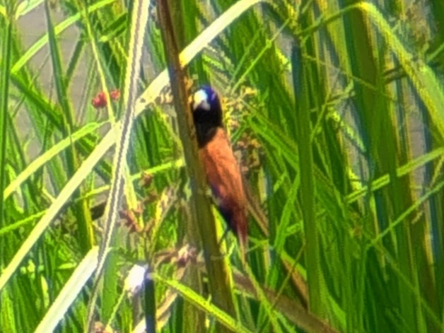 Chestnut Munia - ML641791857