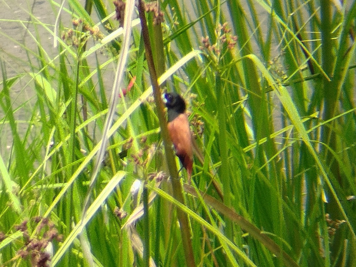 Chestnut Munia - ML641791861