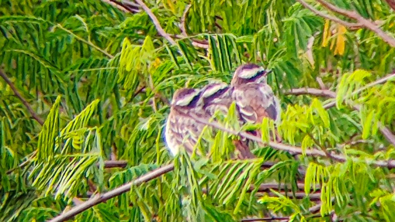 glennetyrann - ML641791862