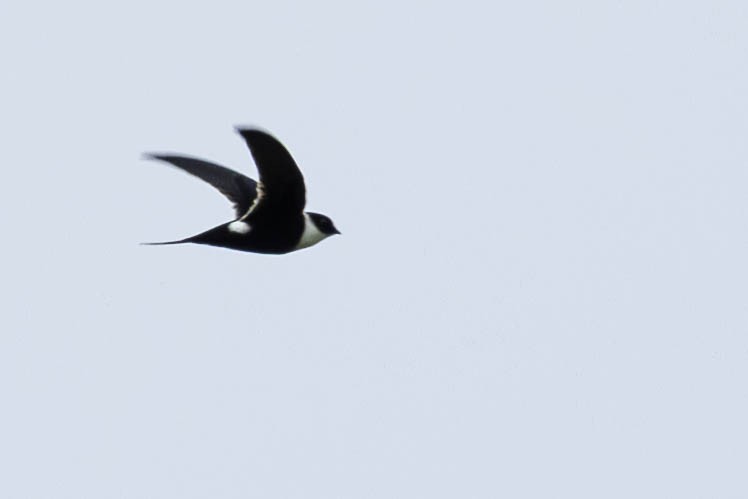 Lesser Swallow-tailed Swift - ML641791864