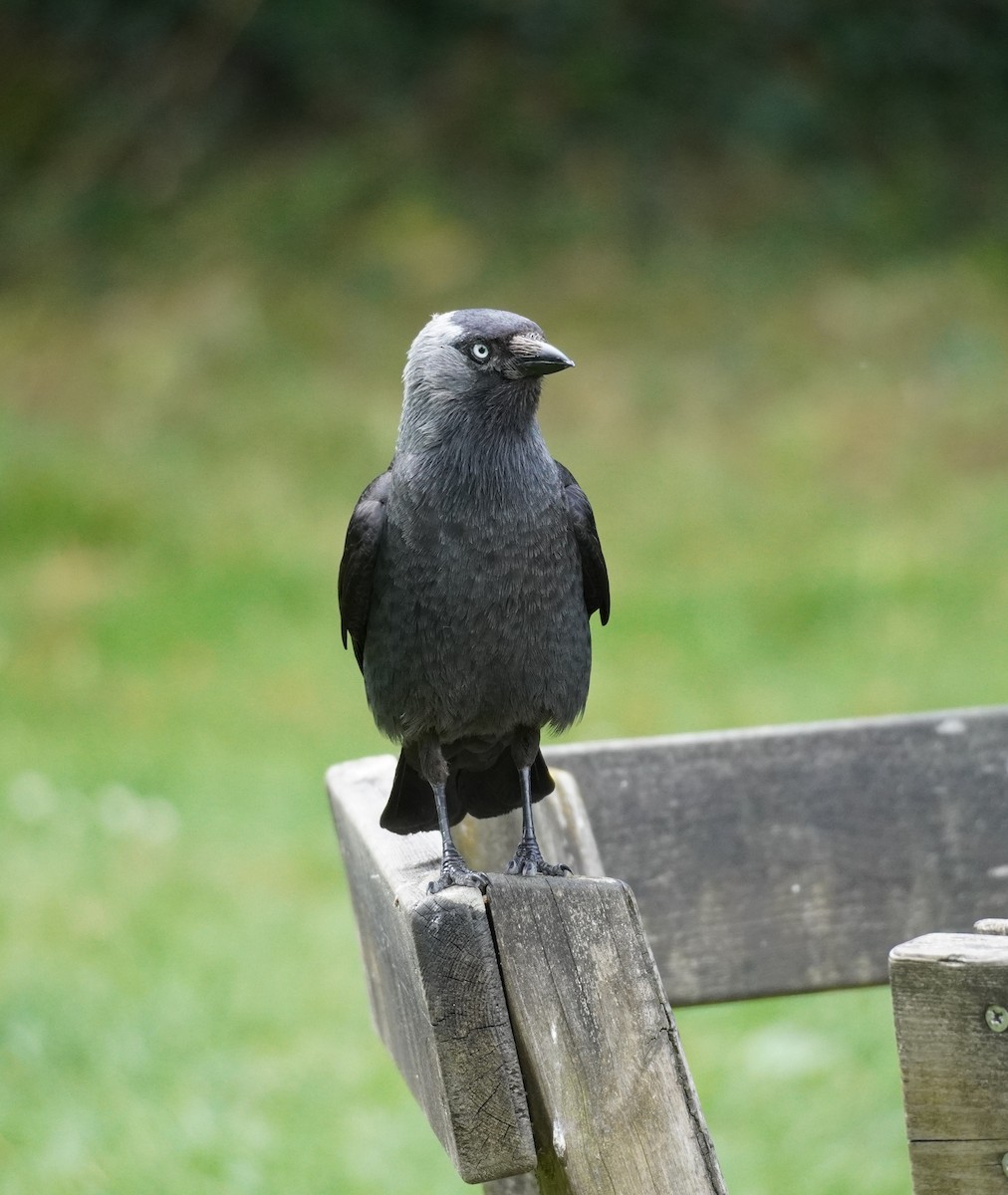 Eurasian Jackdaw - ML641791871