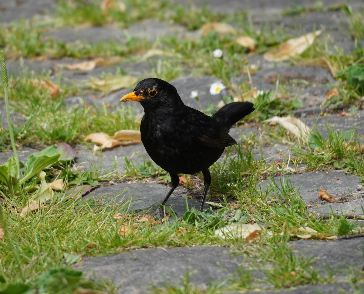 Eurasian Blackbird - ML641791874