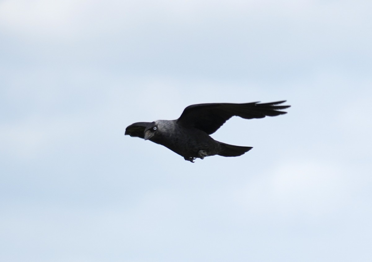 Eurasian Jackdaw - ML641791878