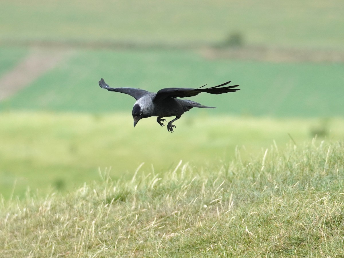 Eurasian Jackdaw - ML641791879