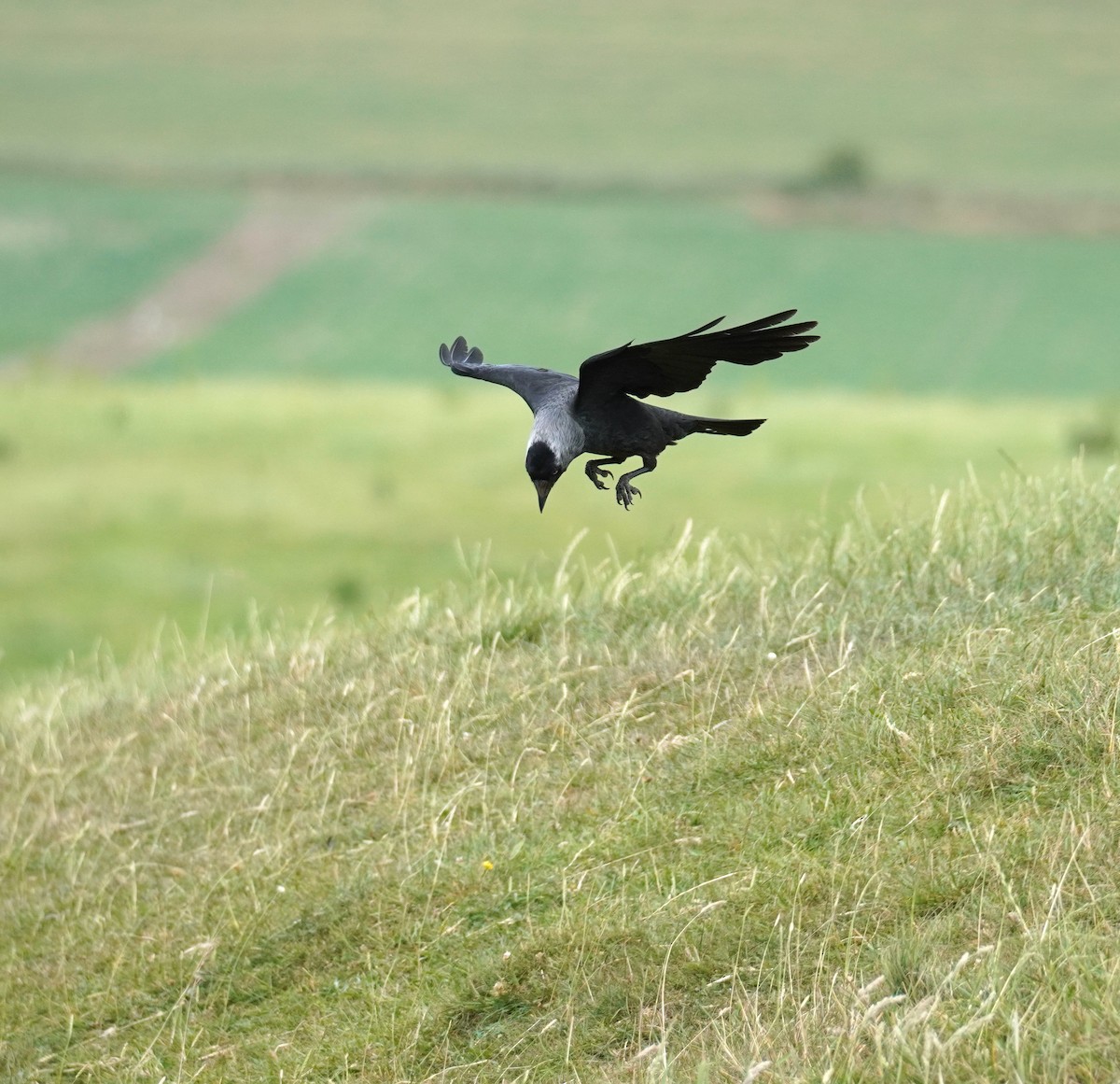 Eurasian Jackdaw - ML641791880