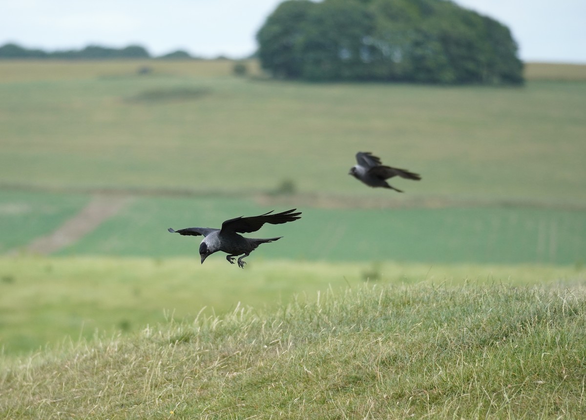 Eurasian Jackdaw - ML641791881