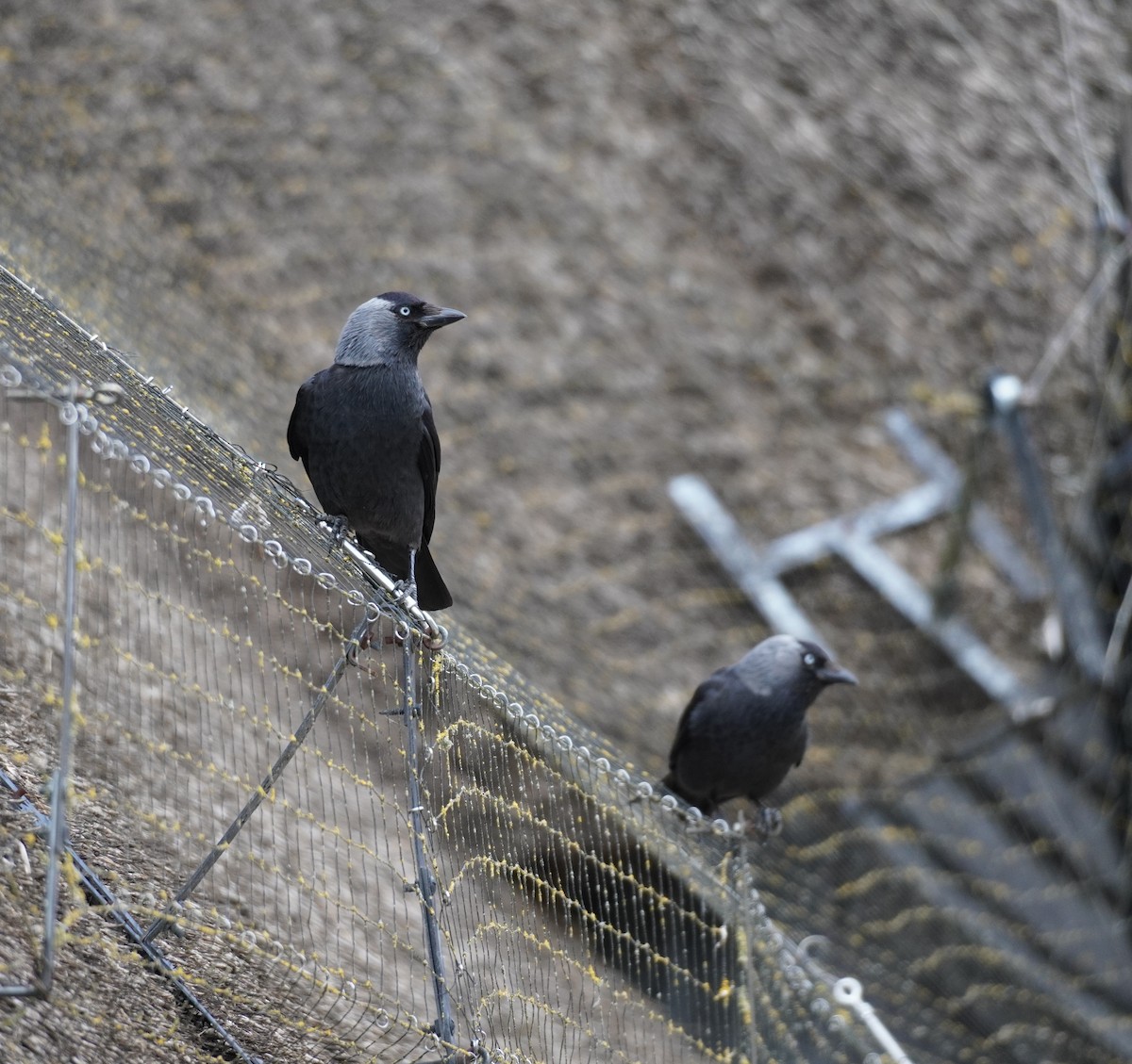 Eurasian Jackdaw - ML641791883