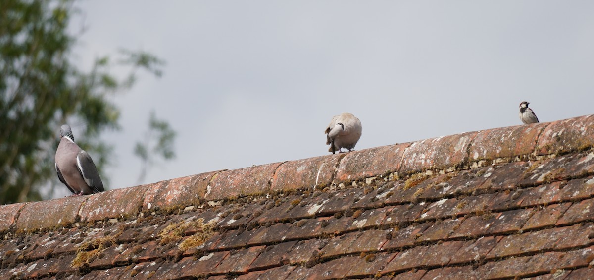 Eurasian Collared-Dove - ML641791891