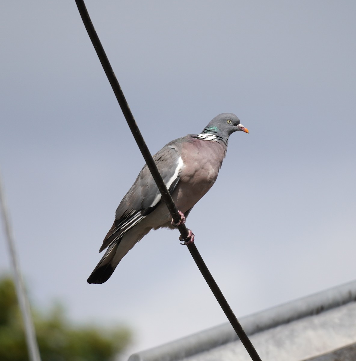 Common Wood-Pigeon - ML641791894