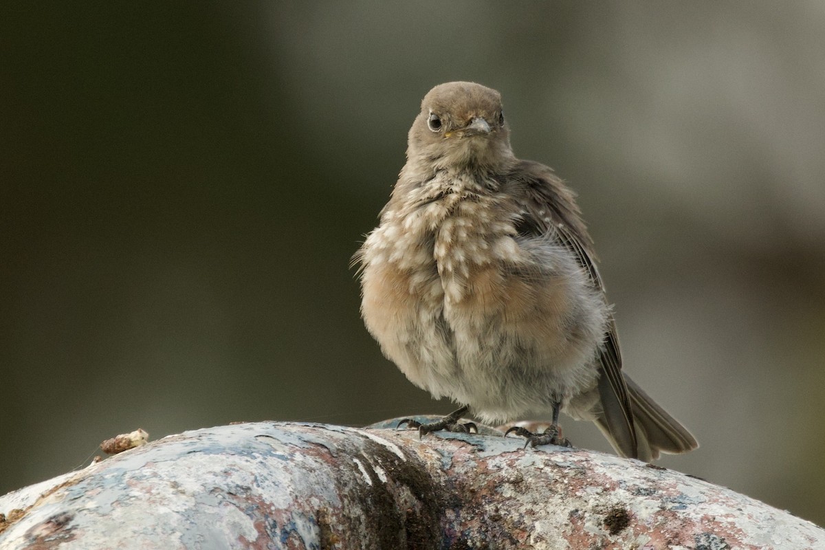 Western Bluebird - ML641791919