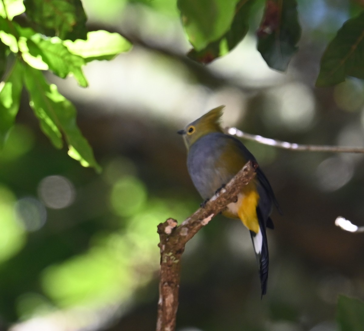 Long-tailed Silky-flycatcher - ML641791929