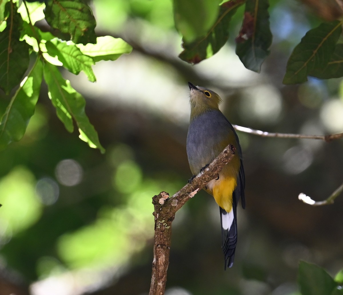 Long-tailed Silky-flycatcher - ML641791930