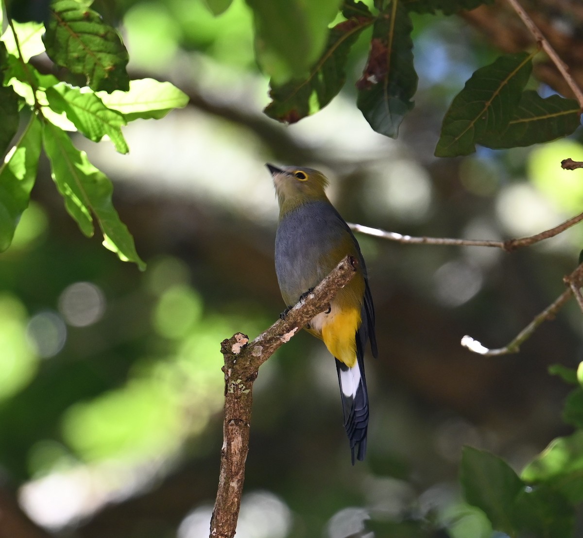 Long-tailed Silky-flycatcher - ML641791931