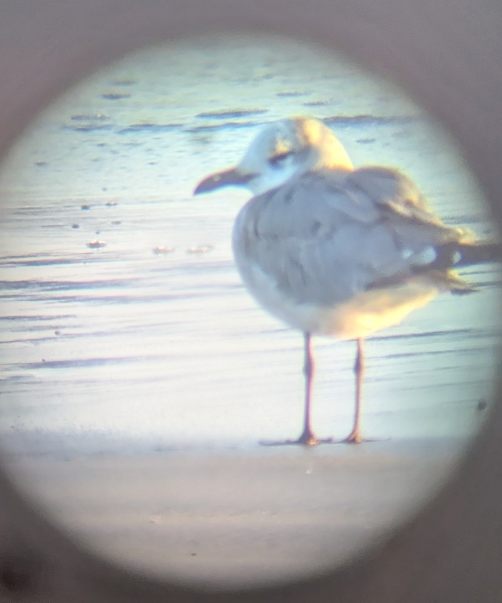 Laughing Gull - ML641791955
