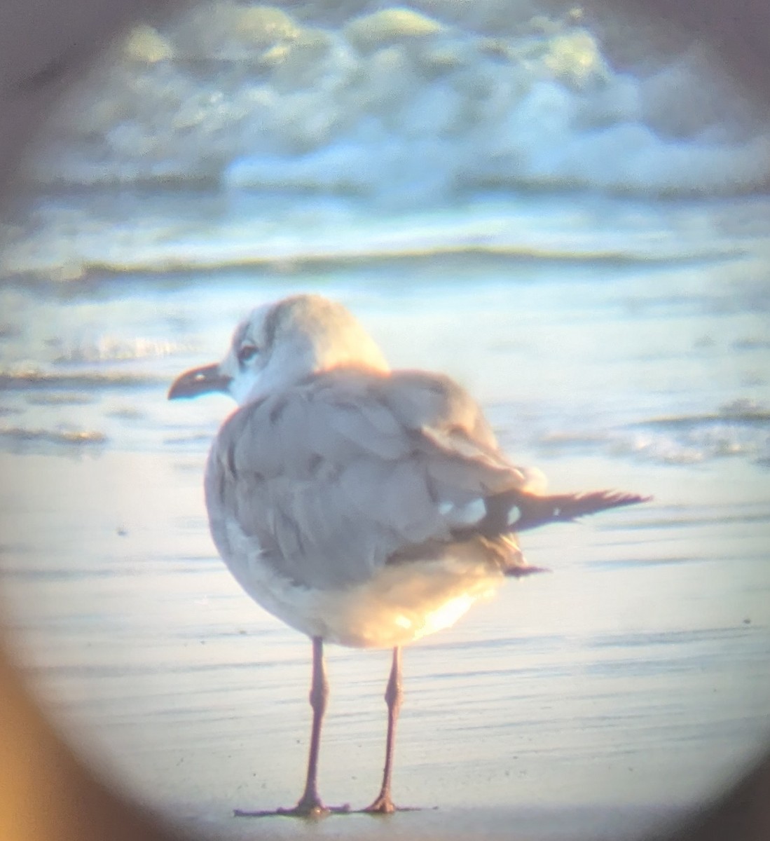 Laughing Gull - ML641791956