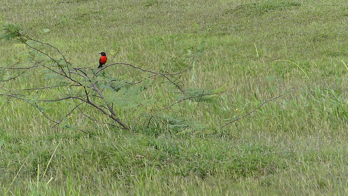 Red-breasted Meadowlark - ML641791967