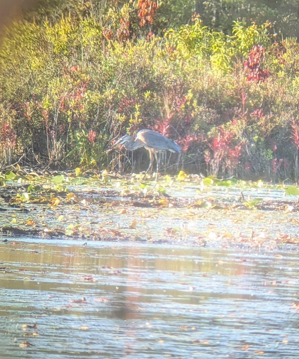 Great Blue Heron (Great Blue) - ML641791969