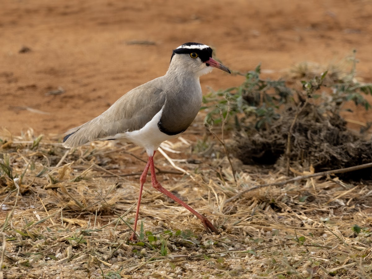 Crowned Lapwing - ML641791972