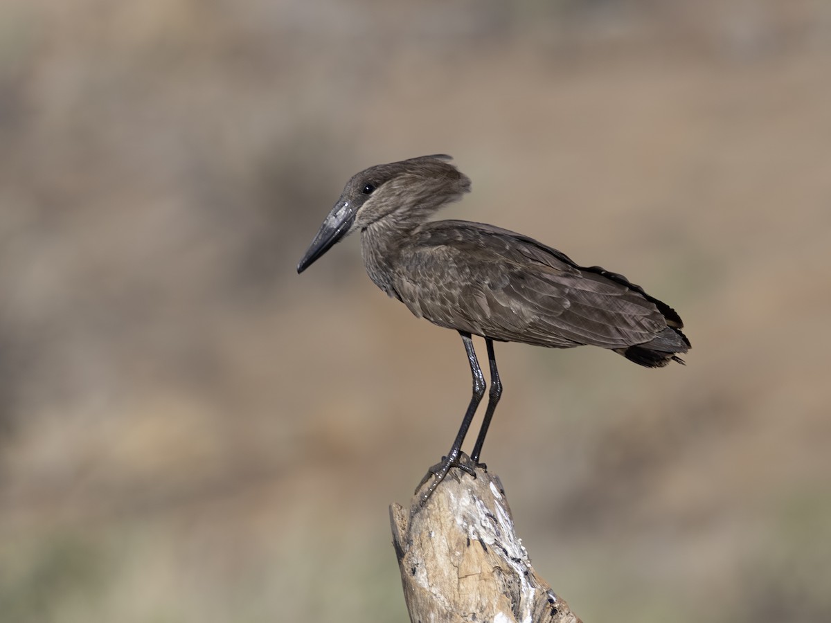 Hamerkop - ML641791987