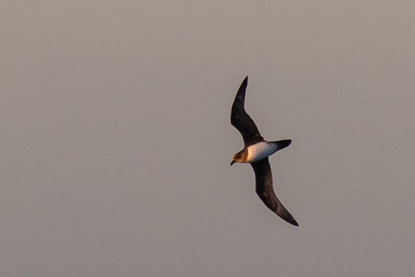 Atlantic Petrel - ML641791995