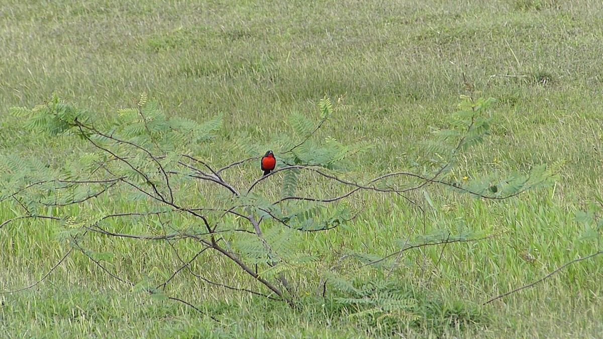 Red-breasted Meadowlark - ML641792000
