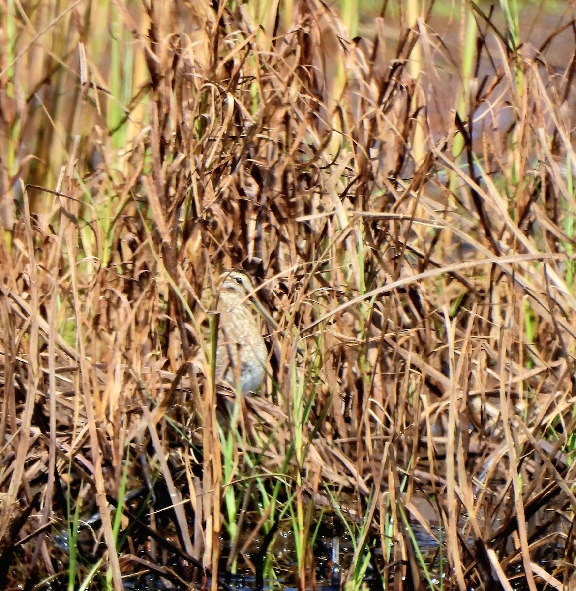 Common Snipe - ML641792010