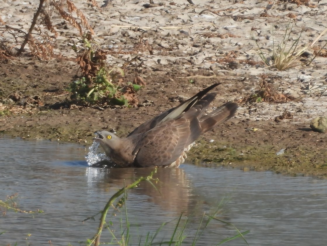Балч гоорбис - ML641792067