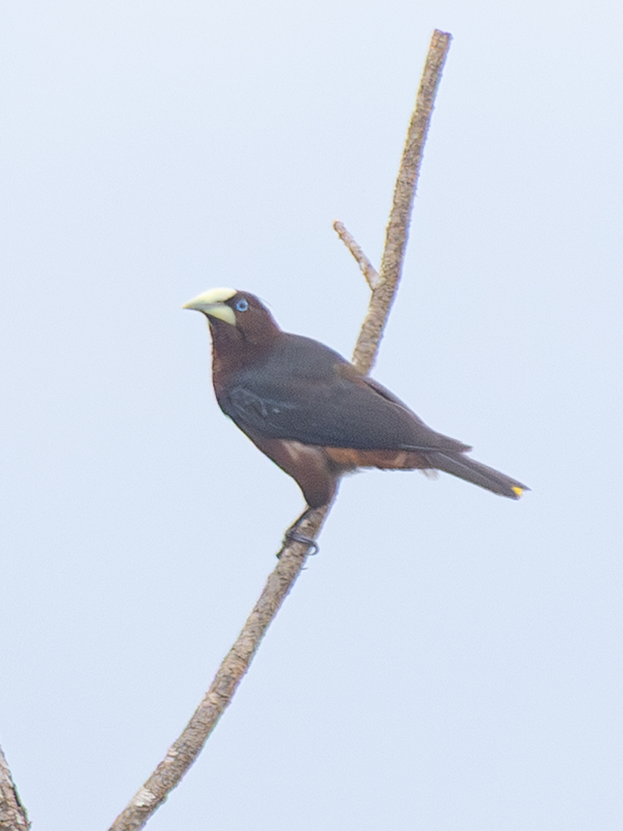 Chestnut-headed Oropendola - ML641792069