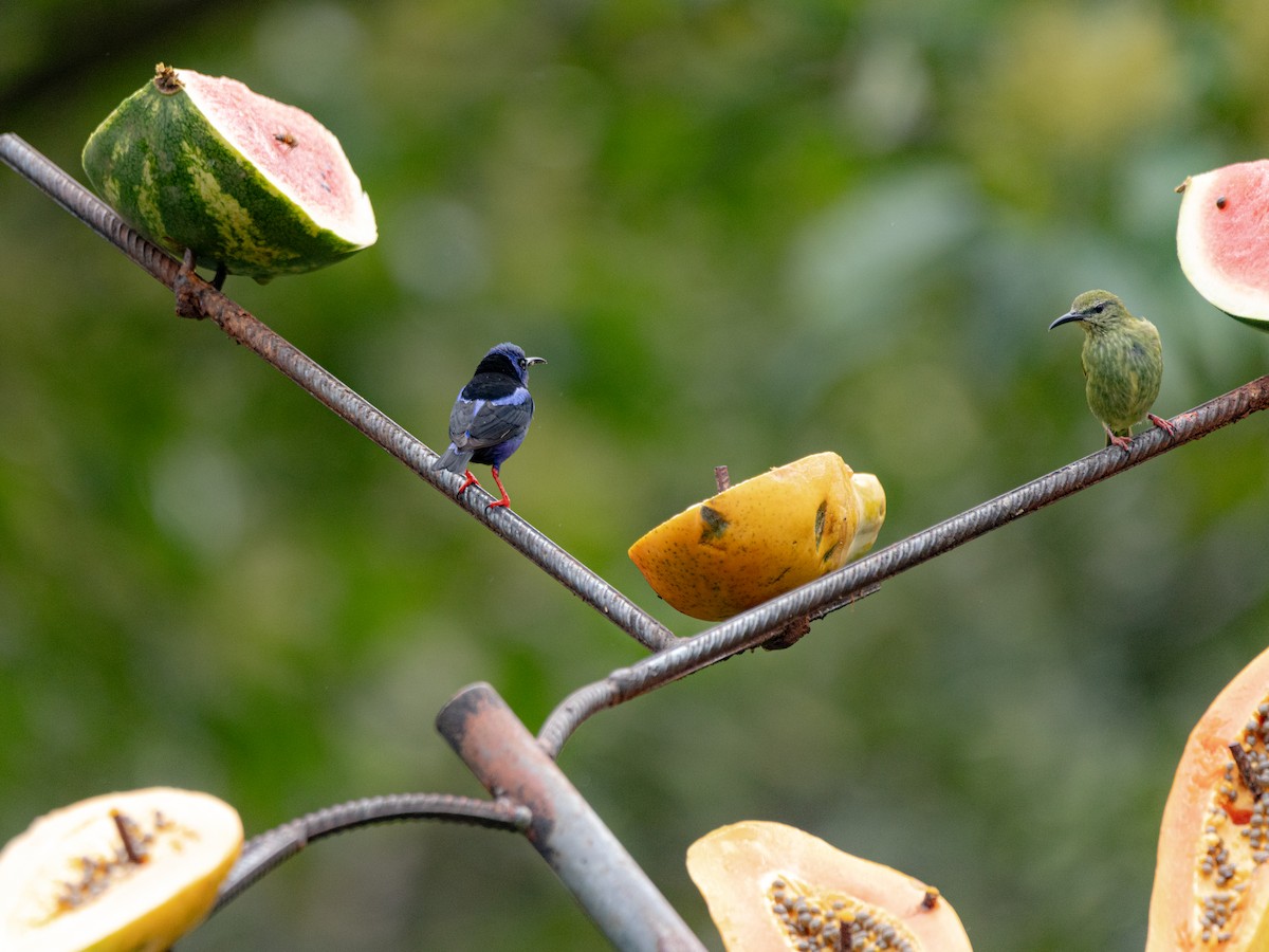 Red-legged Honeycreeper - ML641792088