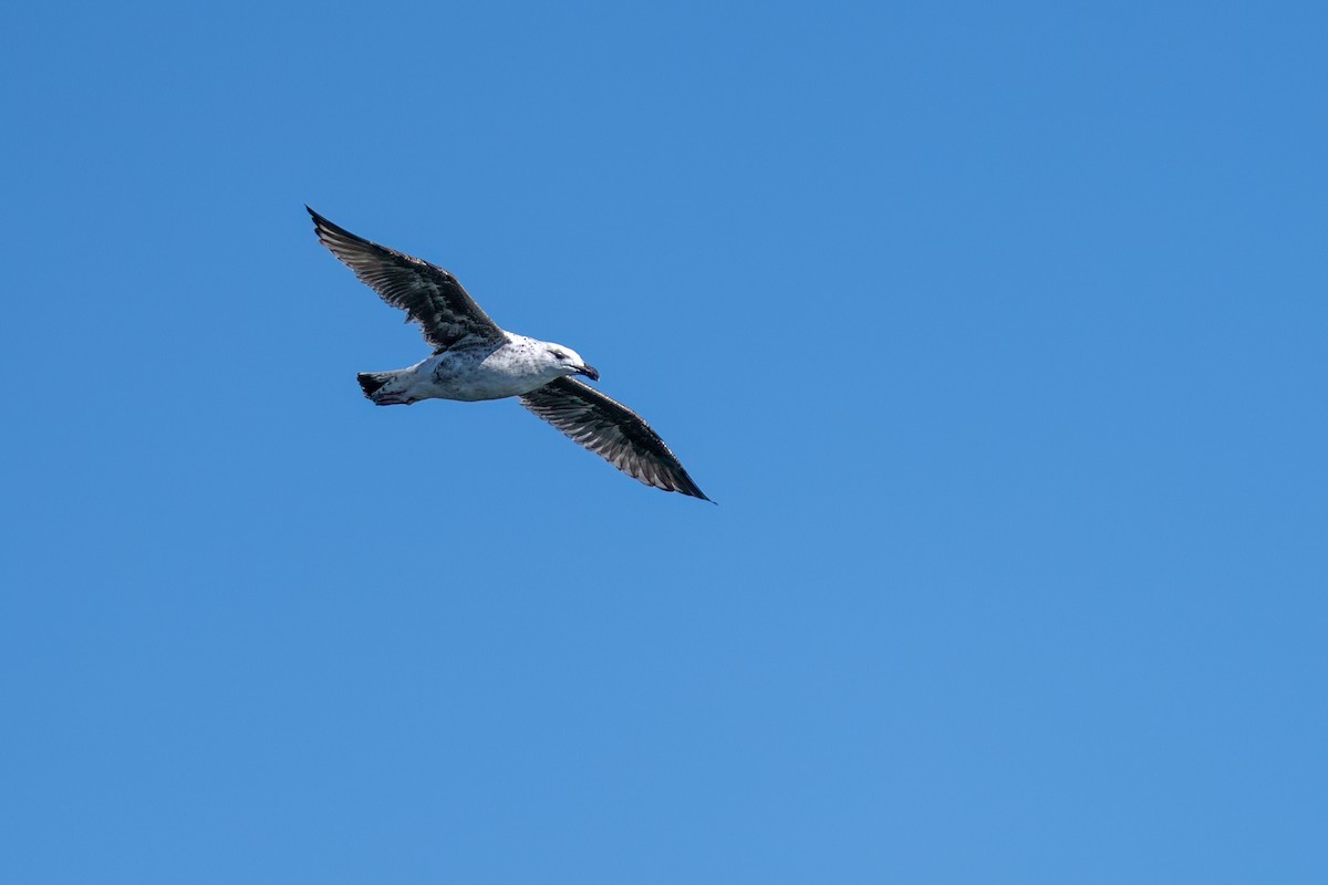 Laughing Gull - ML641792098