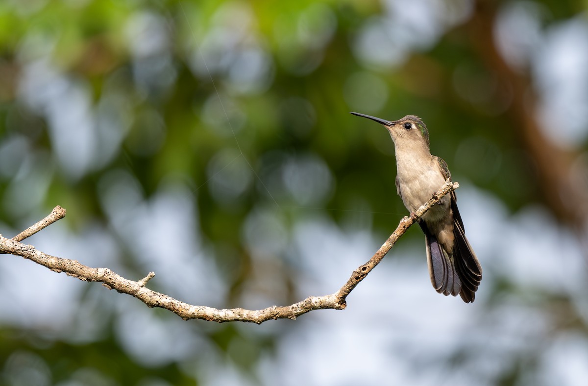 Wedge-tailed Sabrewing (Wedge-tailed) - ML641792100