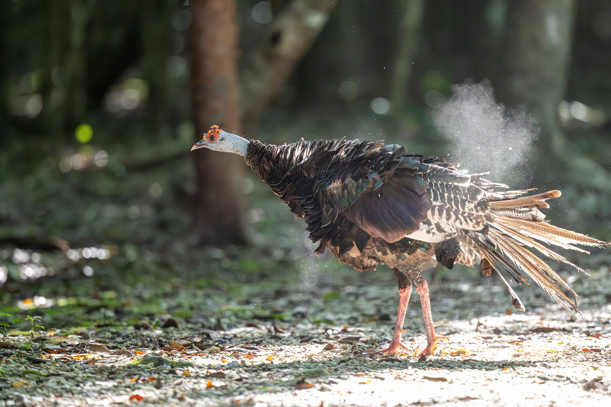 Ocellated Turkey - ML641792109