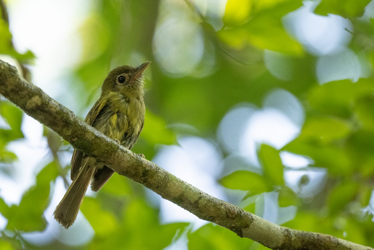Eye-ringed Flatbill - ML641792110