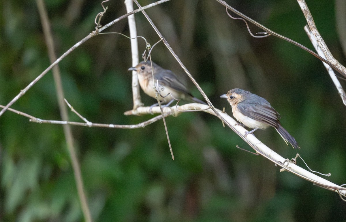 Gray-throated Chat - ML641792136