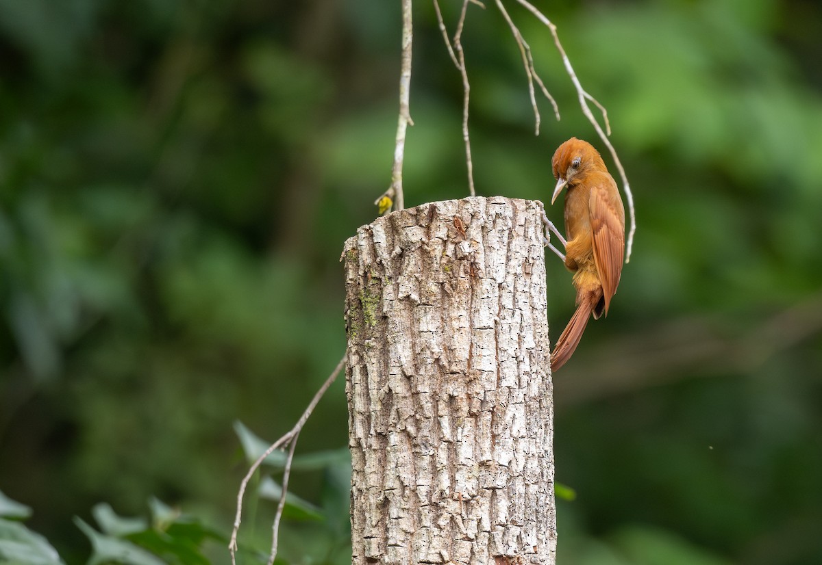 Ruddy Woodcreeper - ML641792147
