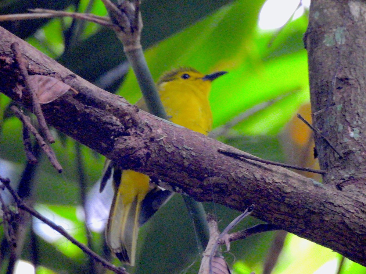 Yellow-browed Bulbul - ML641792149
