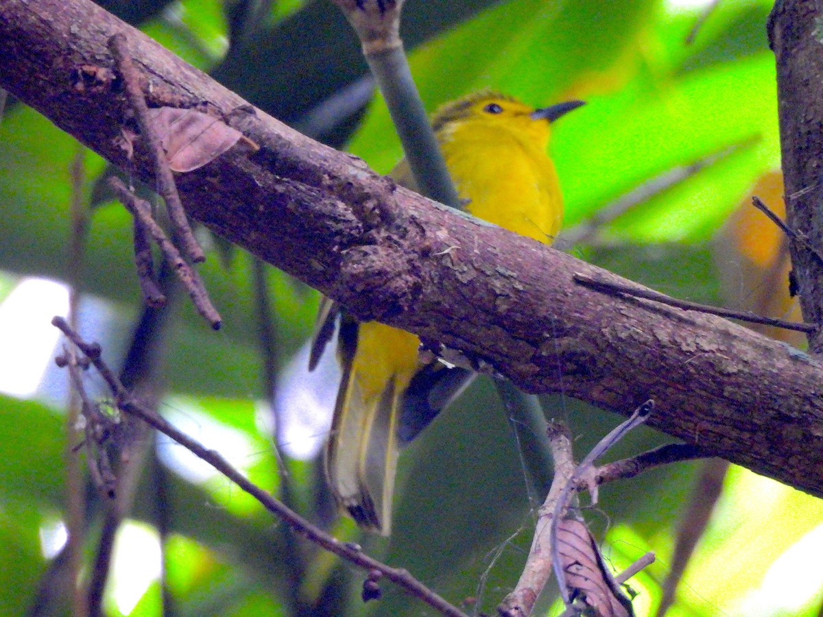 Yellow-browed Bulbul - ML641792150