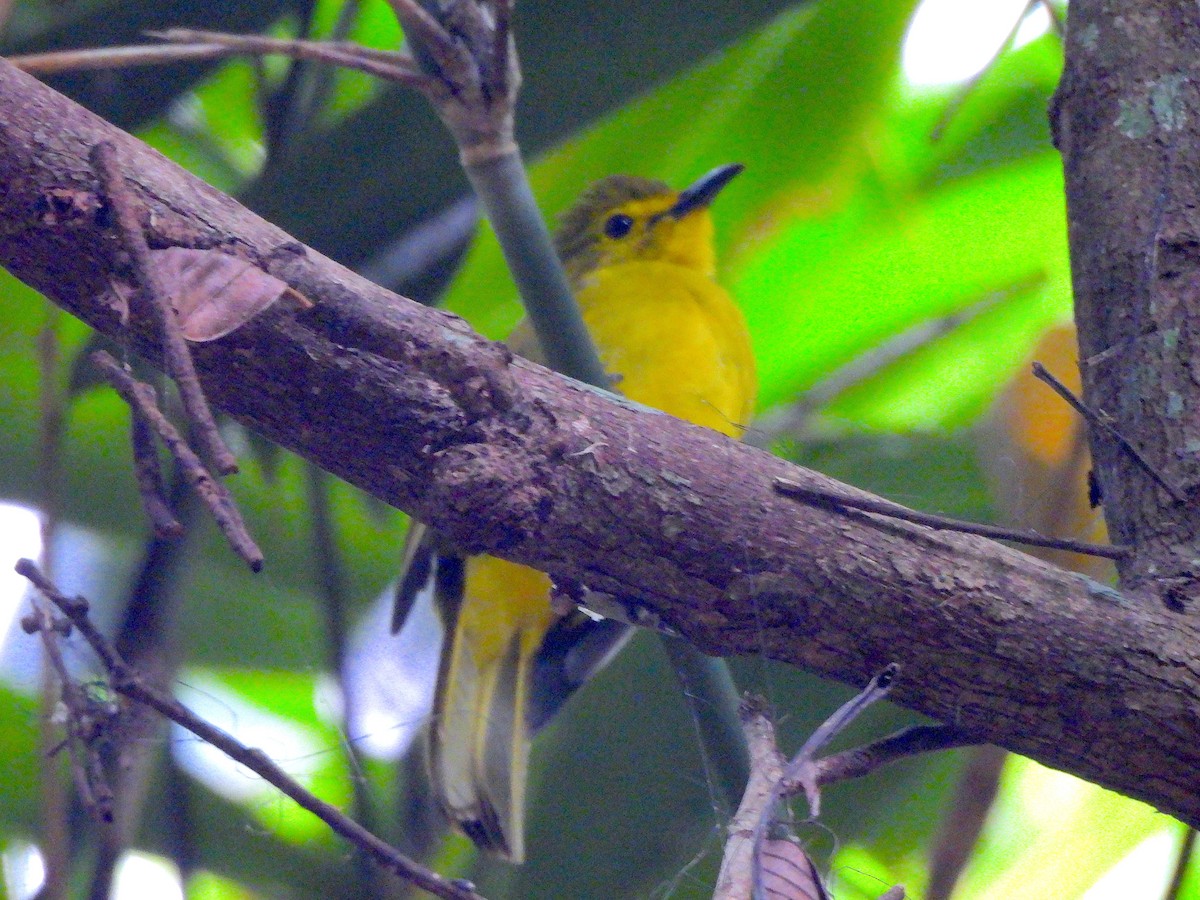 Yellow-browed Bulbul - ML641792151