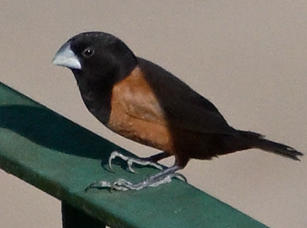 Chestnut Munia - ML641792209
