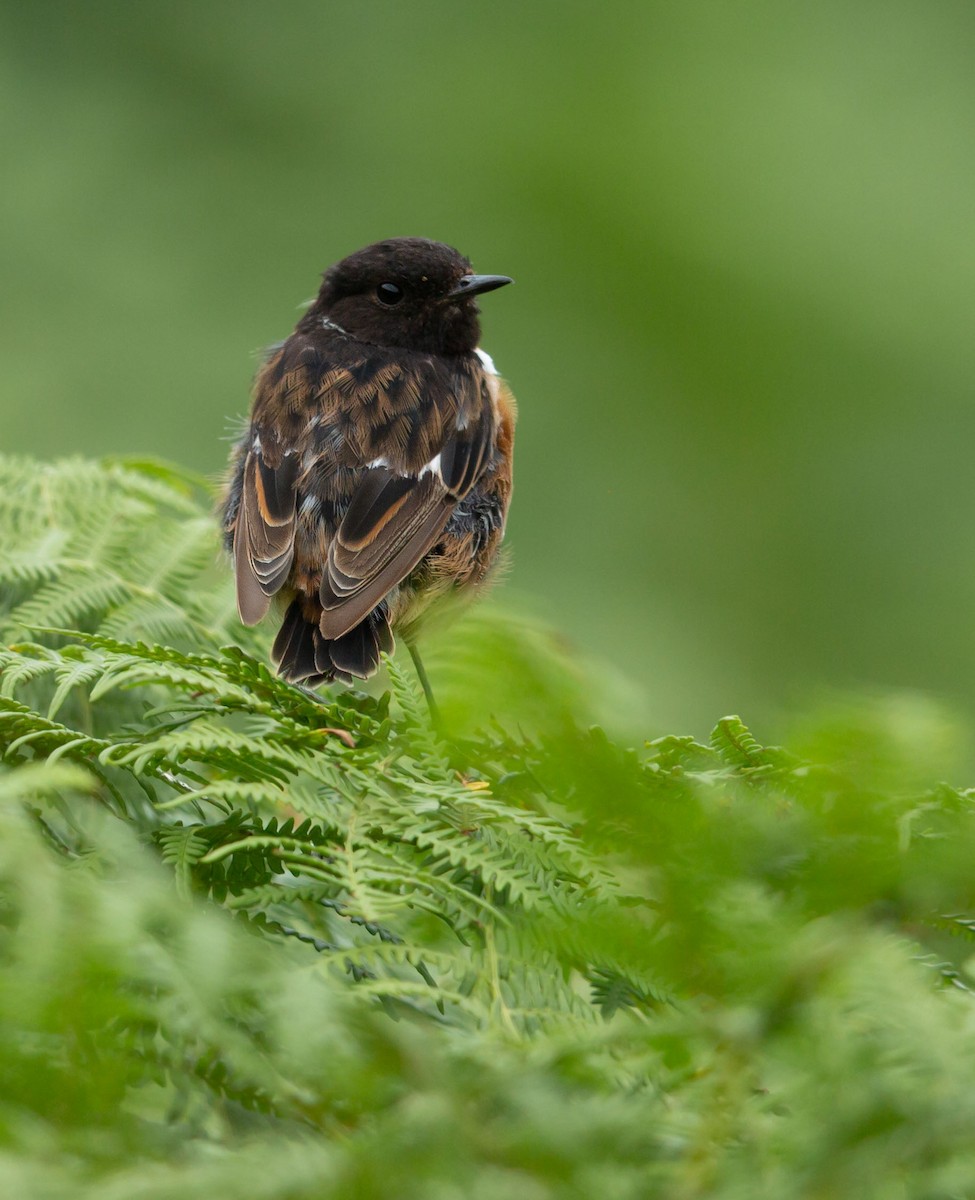 European Stonechat - ML641792220