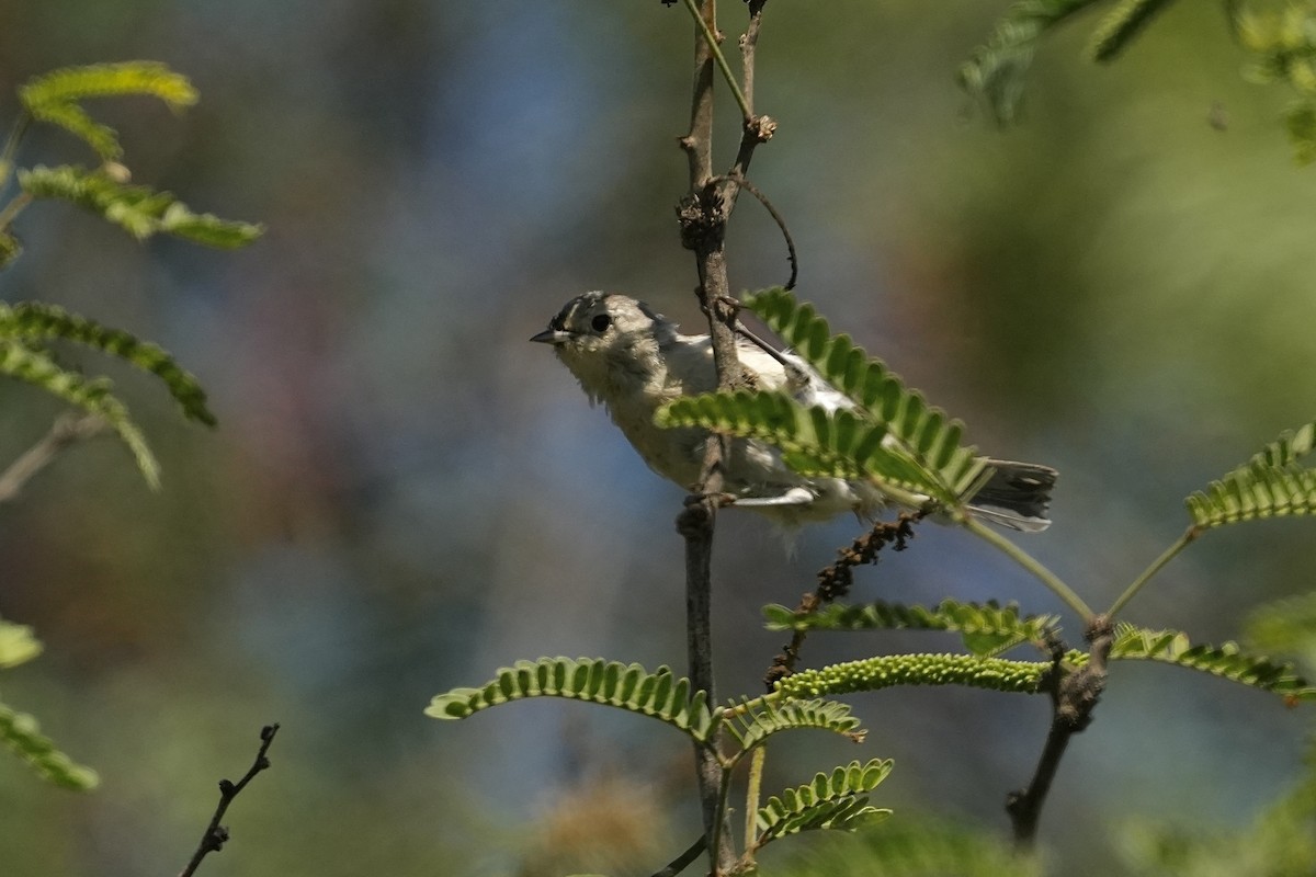Lucy's Warbler - ML641792229