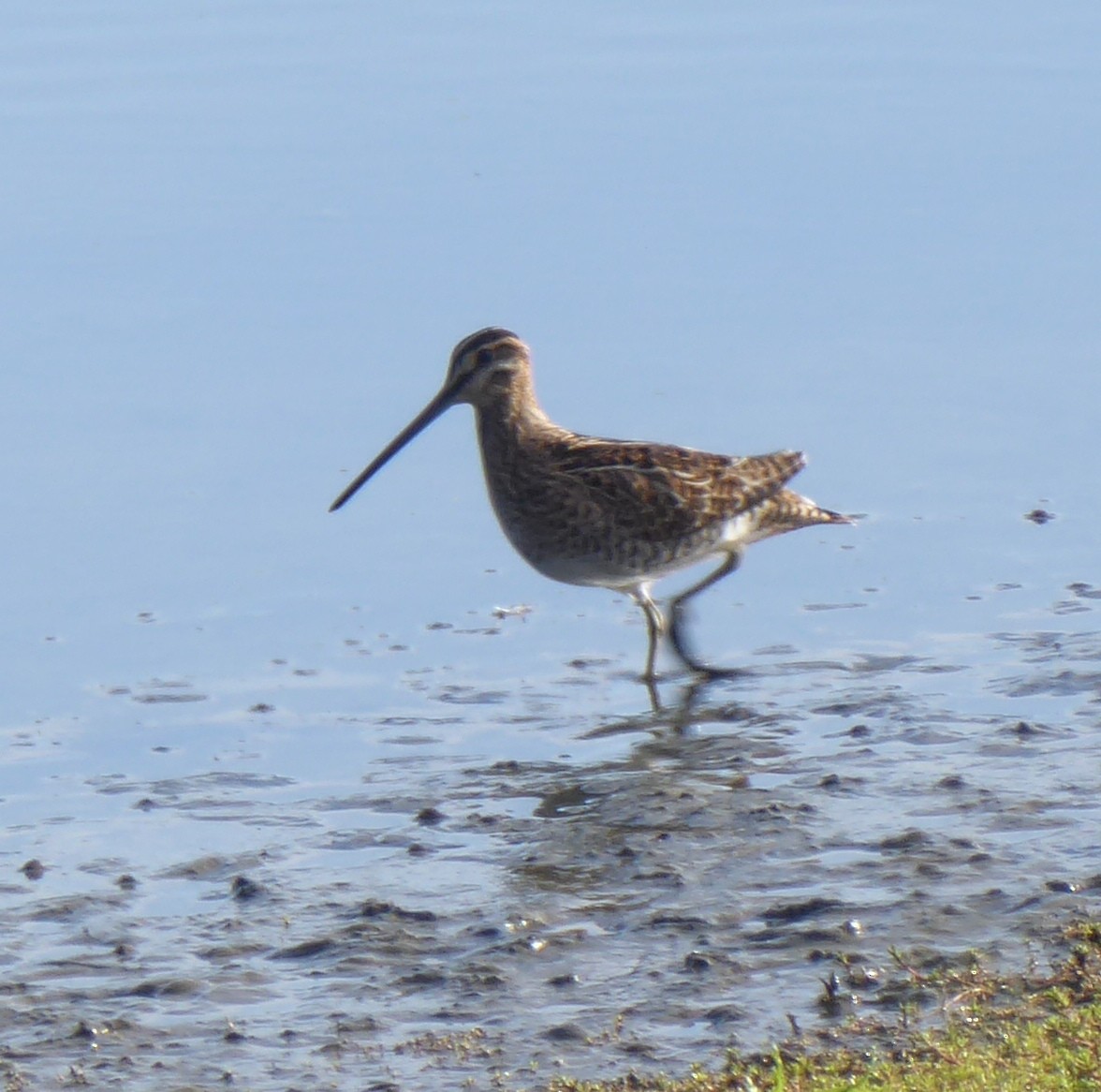 Common Snipe - ML641792247