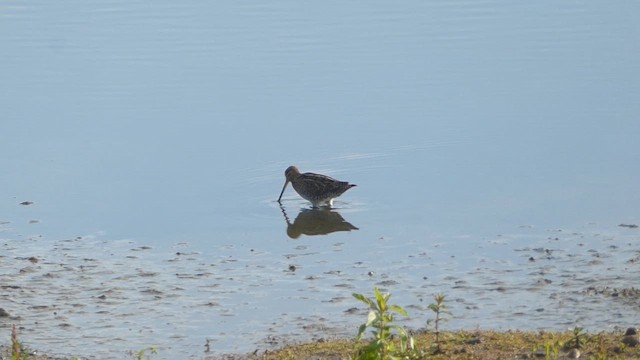 Common Snipe - ML641792248